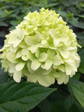 Hydrangea paniculata in Variety 5 Litre - image 1