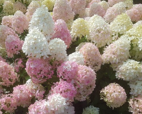 Hydrangea paniculata in Variety 5 Litre - image 3