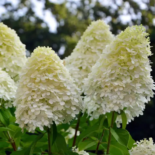 Hydrangea paniculata in Variety 5 Litre - image 2