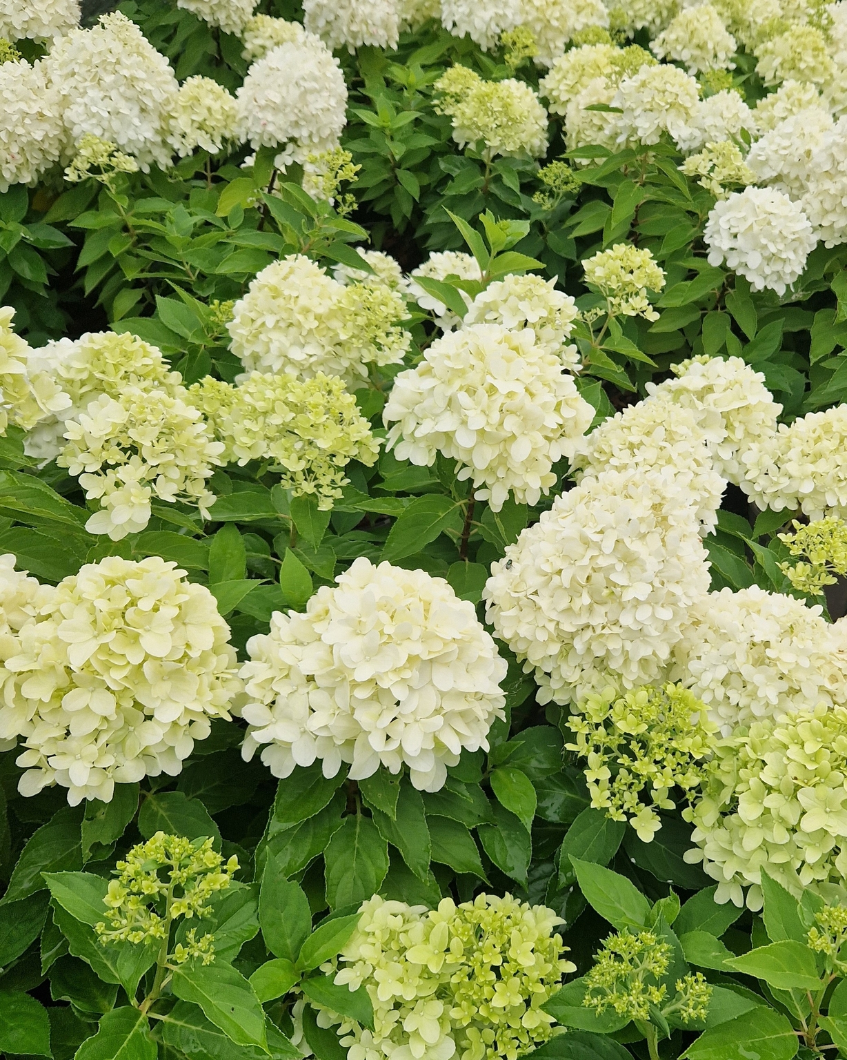 Hydrangea paniculata Little Spooky 3 Litre - Stewarts Garden Centre