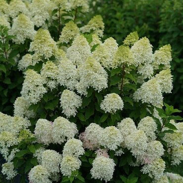 Hydrangea paniculata Skyfall Frenne 3 Litre