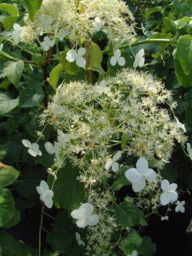 Hydrangea petiolaris Trellis 10 Litre