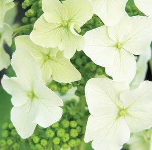 Hydrangea quercifolia Ice Crystal 3 Litre