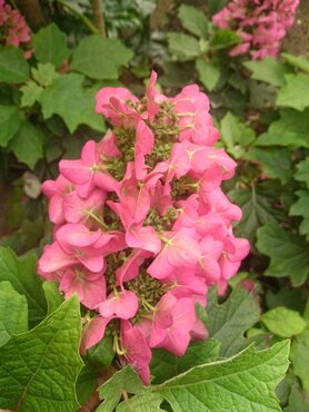 Hydrangea quercifolia 'Ruby Slippers' 19cm - image 2