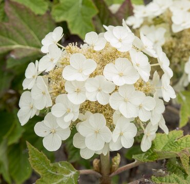 Hydrangea quercifolia 'Ruby Slippers' 19cm - image 1