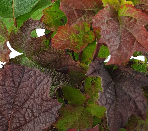 Hydrangea quercifolia 'Ruby Slippers' 19cm - image 3