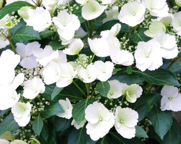 Hydrangea Runaway Bride 6 Litre