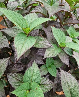 Hydrangea Serrata Daredevil 2.3 Litre