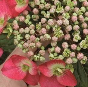 Hydrangea Strawberry 'n' Cream 5 Litre