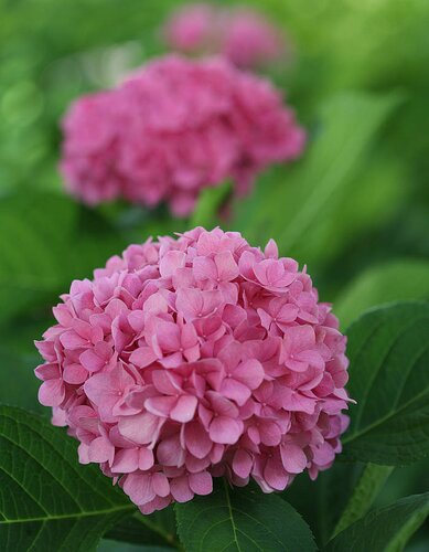 Hydrangea Sweet Cupcake 5 Litre