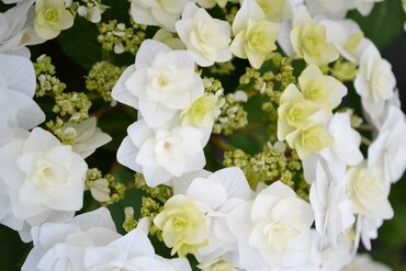 Hydrangea Wedding Gown 5 Litre