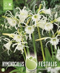 Hymenocallis Festalis