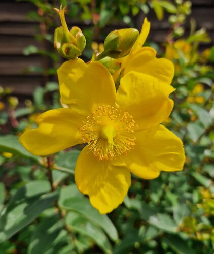 Hypericum Daybreak 2.5 Litre