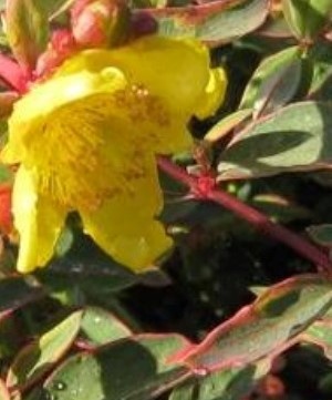 Hypericum Moseranum Tricolour 3 litre