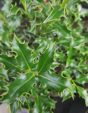 Ilex Alaska 6 Litre