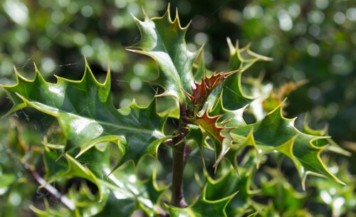 Ilex aquifolium 7 Litre