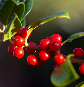 Ilex Aquifolium J. C. Van Tol 3 Litre