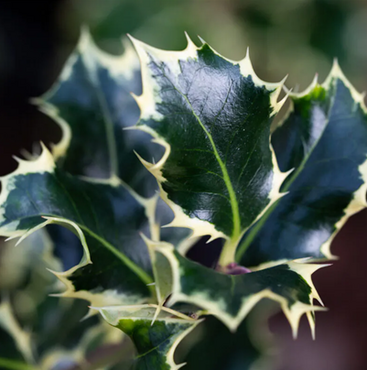 Ilex Argentea Marginata 3 Litre