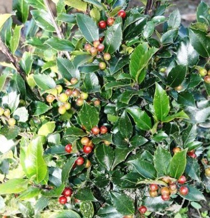 Ilex Blue Maid 2.3 litre