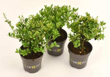 Ilex crenata 9cm - image 2