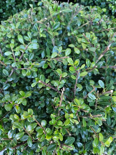 Ilex crenata Ball 25-30cm - Stewarts Garden Centre