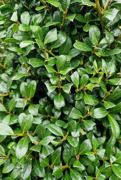 Ilex crenata Jenny 6 pack - Stewarts Garden Centre