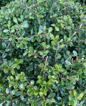 Ilex crenata Dark Green Large Ball 26cm