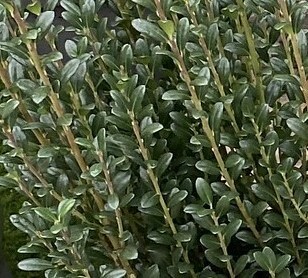 Ilex Crenata Fastigiata 3 Litre