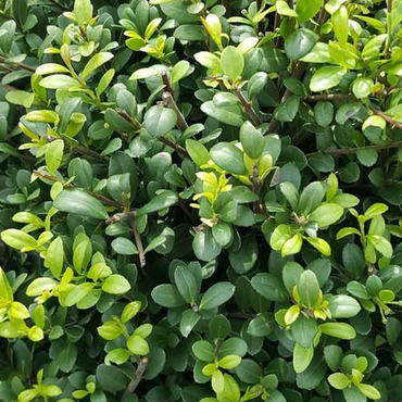 Ilex crenata Jenny 6 pack - image 1