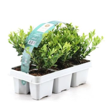 Ilex crenata Jenny 6 pack - image 2