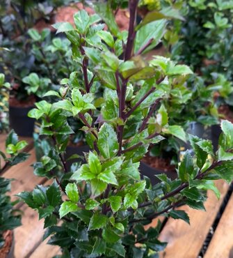 Ilex Heckenblau 2.3 Litre