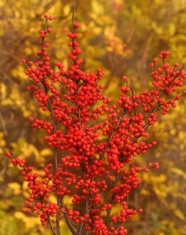 Ilex Verticilata 5 Litre