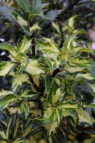 Ilex White Cream 2.3 Litre