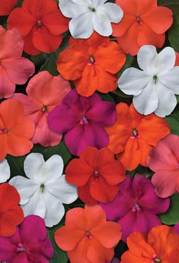 Impatiens Beacon Mixed 20 plug pack