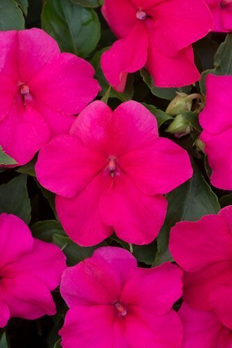 Impatiens Busy Lizzie Rose Jumbo Six Pack