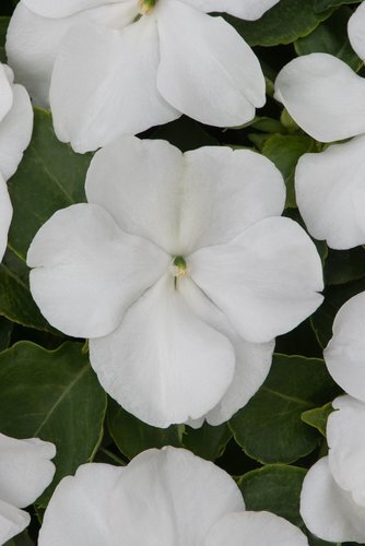 Impatiens Busy Lizzie White Jumbo Six Pack