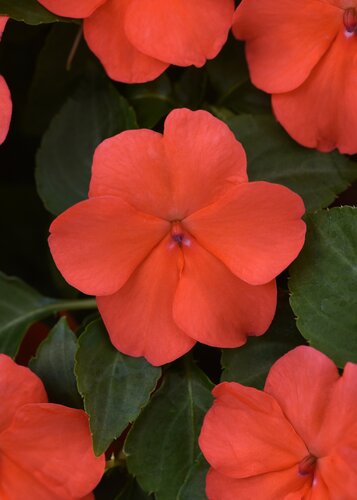 Impatiens Coral 6 Pack