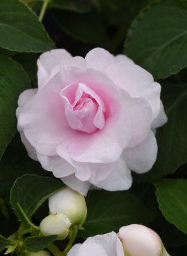 Impatiens Glimmer Appleblossom Premium Plug