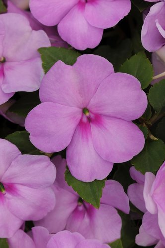 Impatiens Lilac 6 Pack