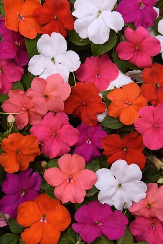 Impatiens Mix 6 Pack