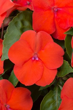 Impatiens Orange 6 Pack