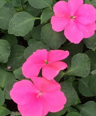 Impatiens Pink 6 Pack