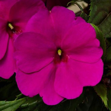 Impatiens Purple 6 Pack