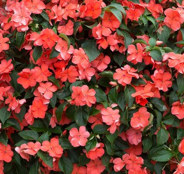 Impatiens Salmon Six Pack