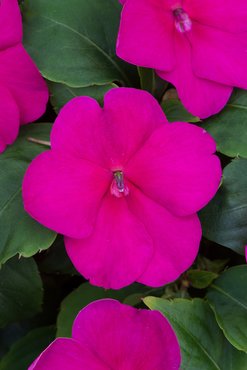 Impatiens Violet 6 Pack