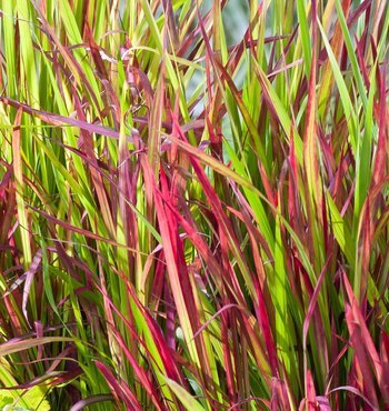 Imperata 'Red Baron' 2 Litre