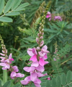 Indigofera Howellii 3 Litre