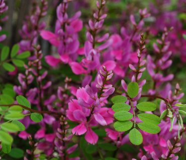 Indigofera Silk Road 3 Litre