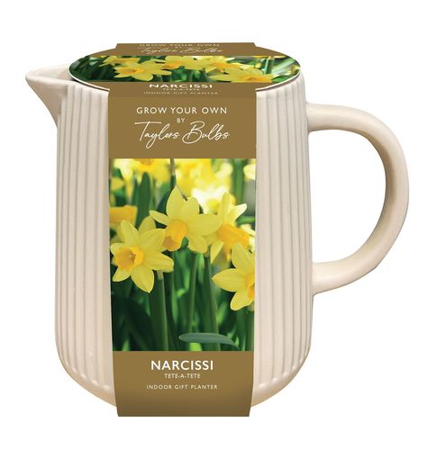 Indoor Narcissi Jug