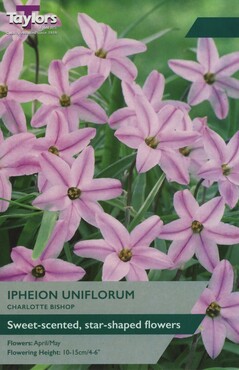 Ipheion Charlotte Bishop x 10